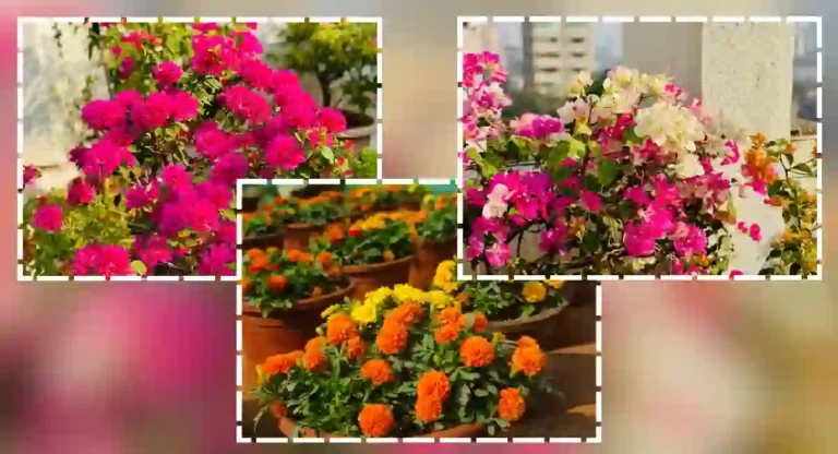 Flower Festival : मुंबईतील पुष्पोत्सवात सुमारे ५ हजार रोपांचा समावेश