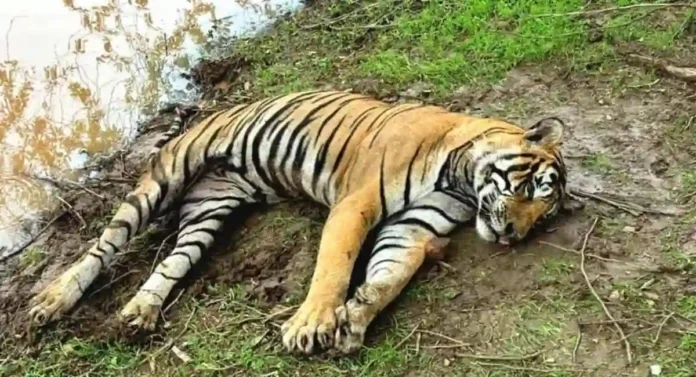 Tiger Death : वाघांच्या मृत्यूवर आळा घालण्यासाठी वनमंत्र्यांचे कठोर निर्देश