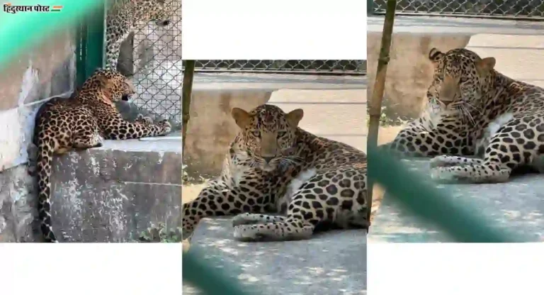 Leopard Safari: प्राणी प्रेमींसाठी आनंदाची वार्ता! आता संजय गांधी राष्ट्रीय उद्यानात बिबट्याची सफारी सुरु होणार