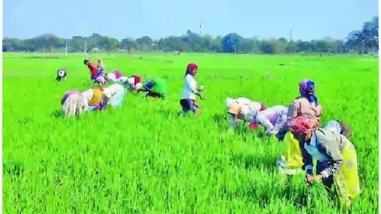 Farmer : केंद्राकडून शेतकऱ्यांना नवीन वर्षाची भेट; खताच्या किमती नियंत्रणात आणणार