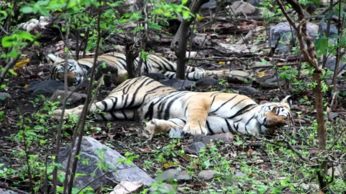 Gorewada Zoo : बर्ड फ्लूमुळे वाघ आणि बिबट्याचा झाला होता मृत्यू; प्राणीसंग्रहालय तात्पुरते बंद करण्याच्या सूचना