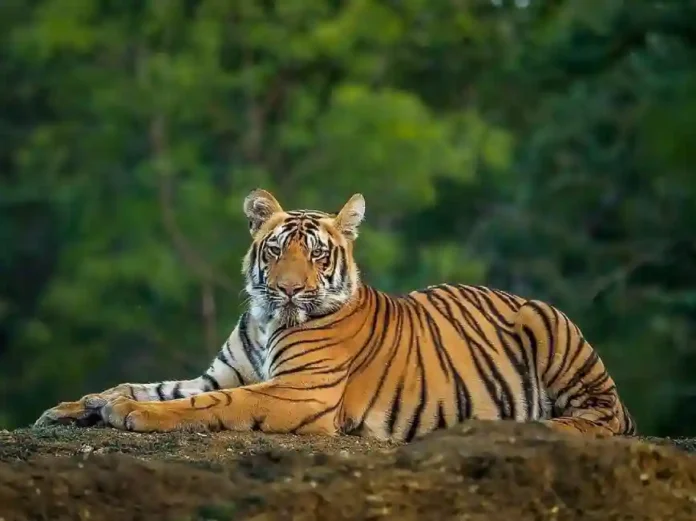 Tiger Death : राज्यात गेल्या १९ दिवसांत आठ वाघांचा मृत्यू; धक्कादायक माहिती आली समोर