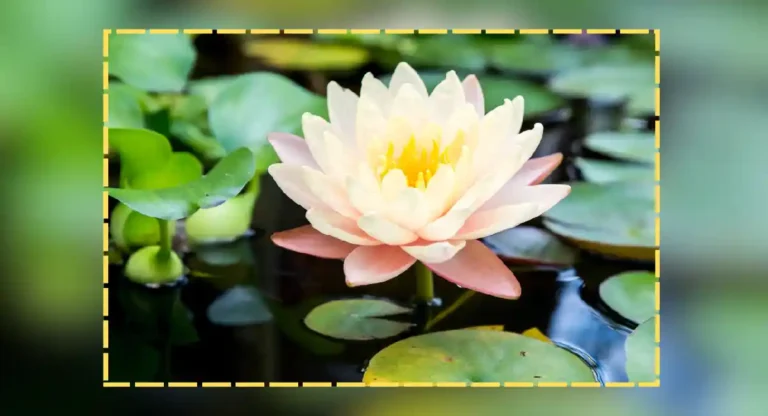 water lily flower : कमळ आणि वॉटर लिली एकच आहे की वेगवेगळी? जाणून घेऊया रोमांचक तथ्ये!