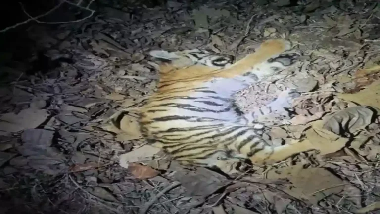 Tiger Death : भंडाऱ्यात वाघाचा बछडा मृतावस्थेत, दुसरा बछडा जिवंत ; वाघीण न दिसल्याने शिकारीचा संशय