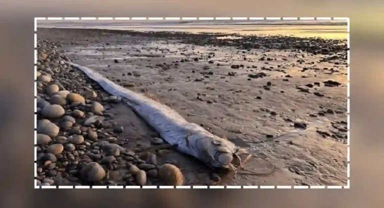 oarfish : ओअरफिश या माश्याचं रहस्य काय आहे? हा मासा खरोखर समुद्री राक्षस आहे का?