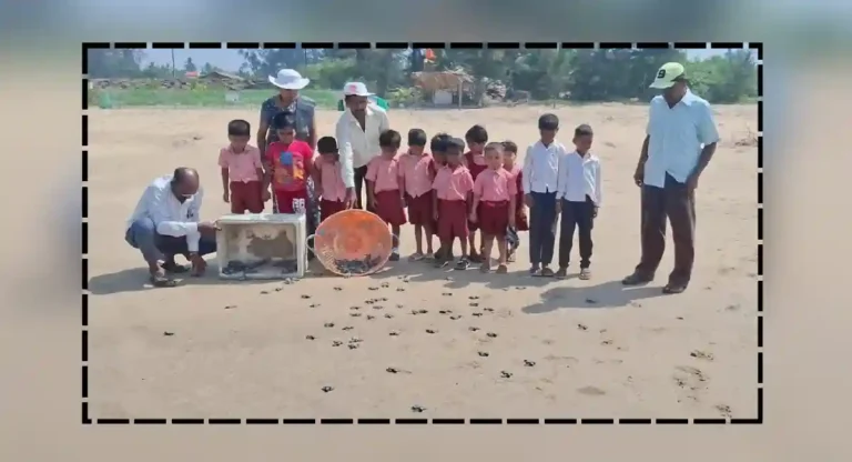 आचरा समुद्रात Olive Ridley Turtle च्या ११० पिल्लांना समुद्रात सोडले