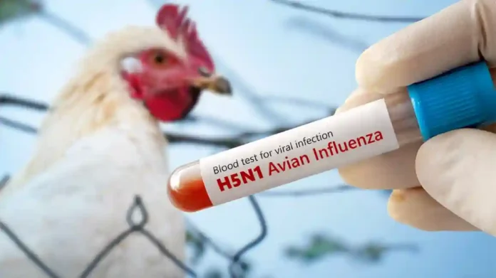 bird flu : केंद्र सरकारचा ९ राज्यांना अलर्ट ; चिकन खाणाऱ्यांनी आवर्जुन वाचा ...